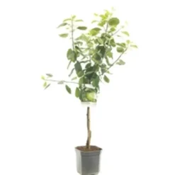 Malus domestica 'Granny Smith' (Appel) fruitplant 160cm