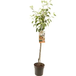 Malus domestica 'James Grieve' (Appel) fruitplant 230cm