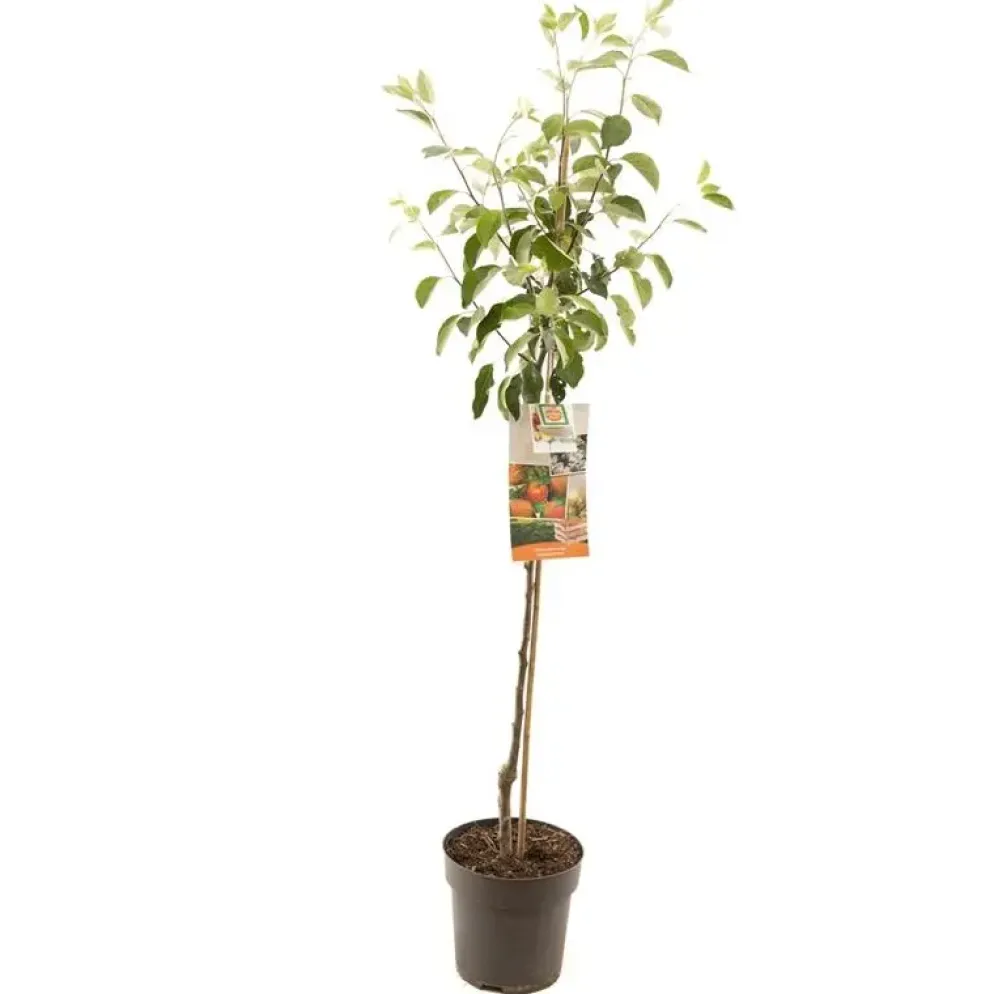 Malus domestica 'James Grieve' (Appel) fruitplant 230cm