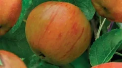 Malus domestica 'James Grieve' (Appel) fruitplant 230cm