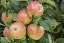 Malus domestica 'James Grieve' (Appel) fruitplant 230cm