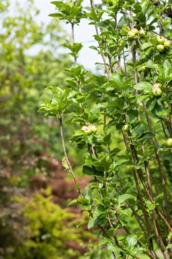 Malus domestica 'James Grieve' (Appel) fruitplant 230cm