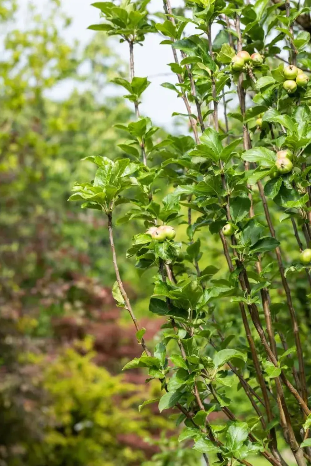 Malus domestica 'James Grieve' (Appel) fruitplant 230cm