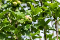 Malus domestica 'James Grieve' (Appel) fruitplant 230cm