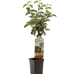 Malus domestica 'Jonagold' (Appel) fruitplant 90cm