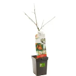 Malus domestica 'Jonagold' (Appel) fruitplant 90cm
