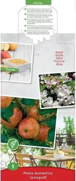 Malus domestica 'Jonagold' (Appel) fruitplant 90cm