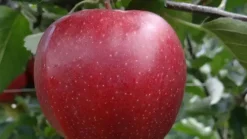 Malus domestica 'Jonagold' (Appel) fruitplant 90cm