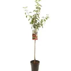 Malus domestica 'Summerred' (Appel) fruitplant 230cm