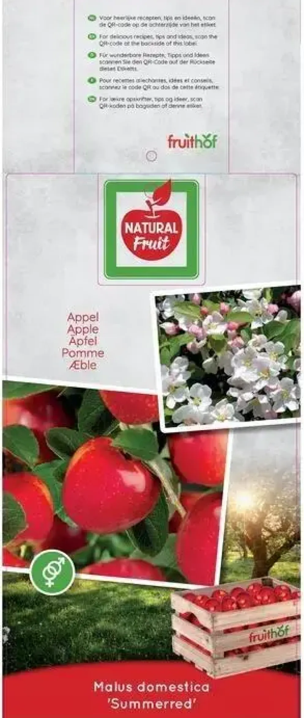 Malus domestica 'Summerred' (Appel) fruitplant 230cm