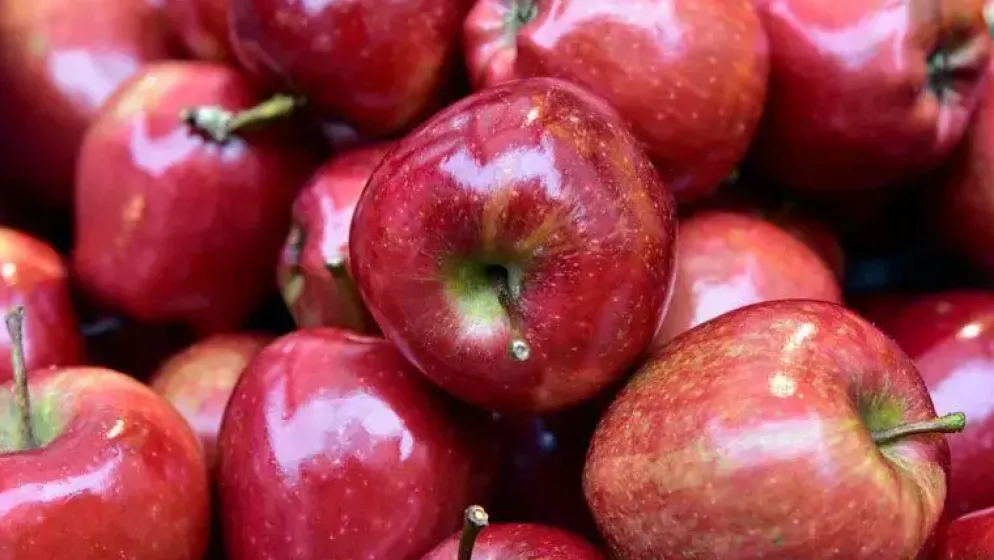 Malus domestica 'Summerred' (Appel) fruitplant 230cm