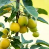 Malus x zumi 'Golden Hornet' (Appel 'Golden Hornet')