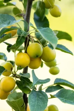 Malus x zumi 'Golden Hornet' (Appel 'Golden Hornet')