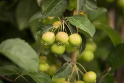 Malus x zumi 'Golden Hornet' (Appel 'Golden Hornet')