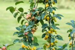 Malus x zumi 'Golden Hornet' (Appel 'Golden Hornet')