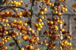 Malus x zumi 'Golden Hornet' (Appel 'Golden Hornet')