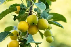 Malus x zumi 'Golden Hornet' (Appel 'Golden Hornet')