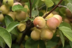 Malus x zumi 'Golden Hornet' (Appel 'Golden Hornet')