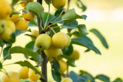 Malus x zumi 'Golden Hornet' (Appel 'Golden Hornet')