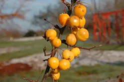 Malus x zumi 'Golden Hornet' (Appel 'Golden Hornet')