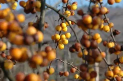 Malus x zumi 'Golden Hornet' (Appel 'Golden Hornet')