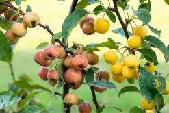 Malus x zumi 'Golden Hornet' (Appel 'Golden Hornet')