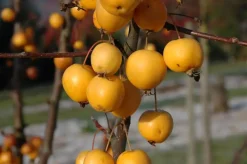 Malus x zumi 'Golden Hornet' (Appel 'Golden Hornet')