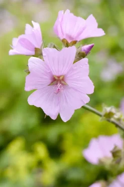 Malva moschata (Muskuskaasjeskruid)
