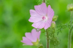 Malva moschata (Muskuskaasjeskruid)