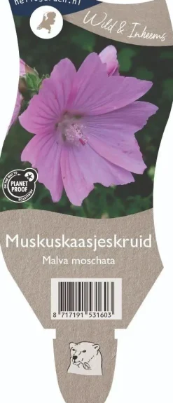 Malva moschata (Muskuskaasjeskruid)