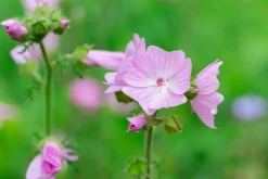 Malva moschata (Muskuskaasjeskruid)