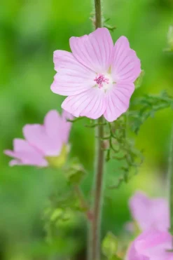 Malva moschata (Muskuskaasjeskruid)