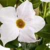 Mandevilla (Mandevilla)