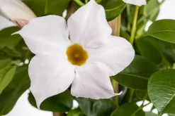 Mandevilla (Mandevilla)