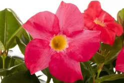 Mandevilla (Mandevilla)