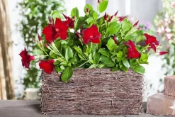 Mandevilla (Mandevilla)