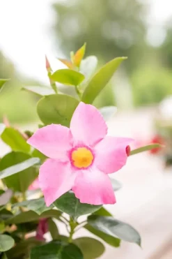 Mandevilla (Mandevilla)