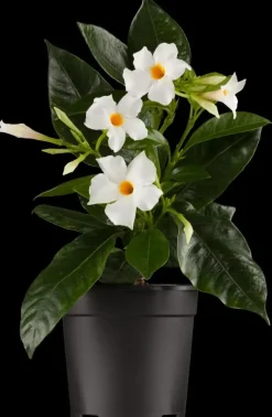 Mandevilla (Mandevilla)