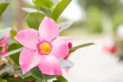 Mandevilla (Mandevilla)