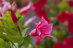 Mandevilla (Mandevilla)