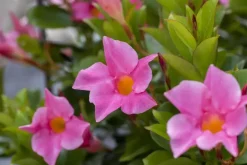 Mandevilla (Mandevilla)