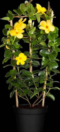 Mandevilla (Mandevilla)