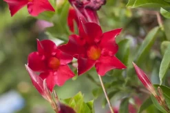 Mandevilla (Mandevilla)