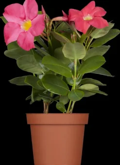 Mandevilla (Mandevilla)
