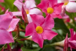 Mandevilla (Mandevilla)