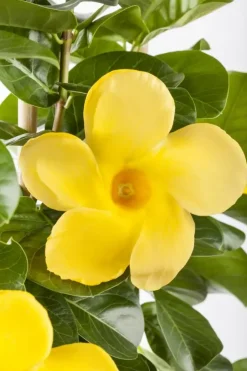 Mandevilla (Mandevilla)