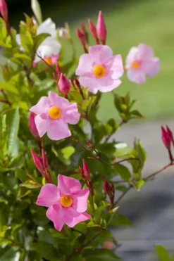 Mandevilla (Mandevilla)