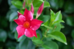 Mandevilla (Mandevilla)
