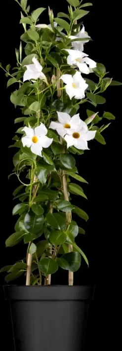 Mandevilla (Mandevilla)