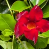 Mandevilla sanderi, rot (Mandevilla)